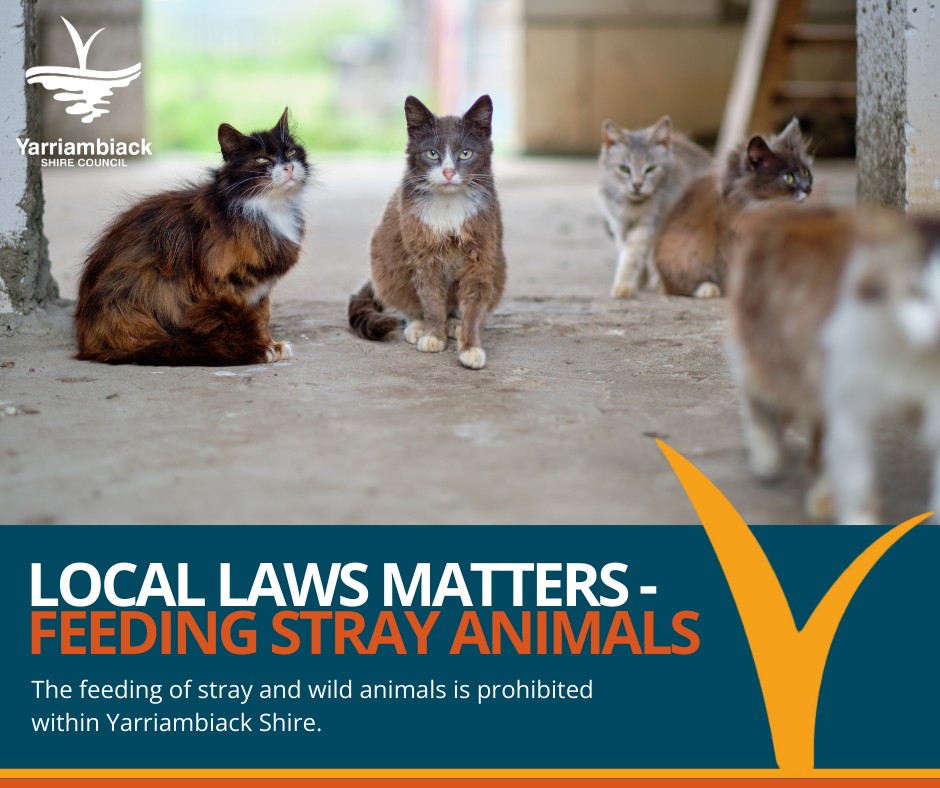 Yarriambiack - Local Laws Matters - Feeding Stray Animals 🐈 The feeding ...