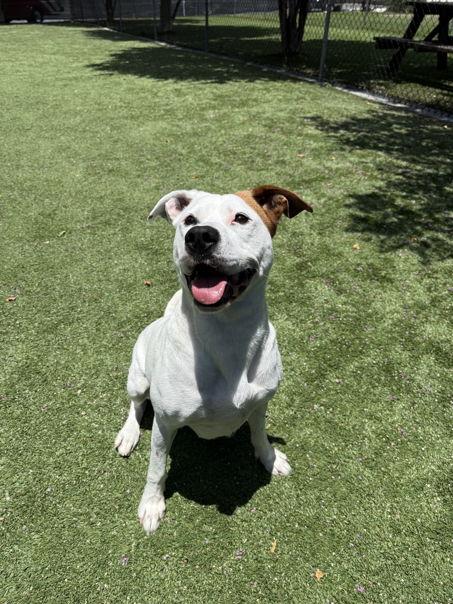 San Antonio Humane Society... - San Antonio Humane Society
