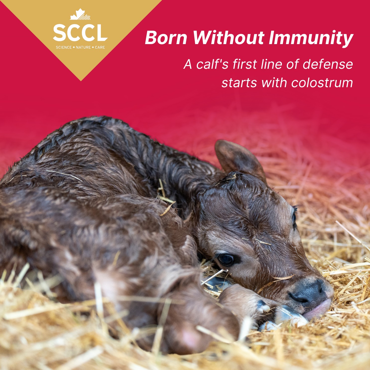 SCCL - Unlike humans, calves are born without immunity. 🐄 The cow’s ...