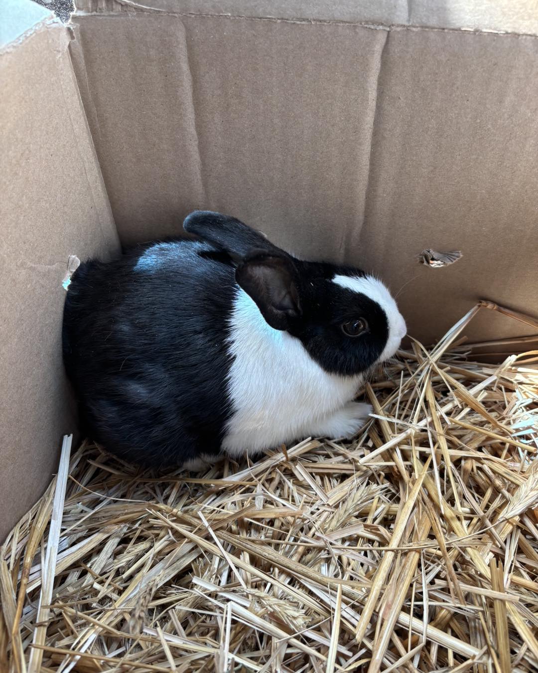It’s time to name a bunny!... - Rabbit Angels Rabbit Rescue | Facebook