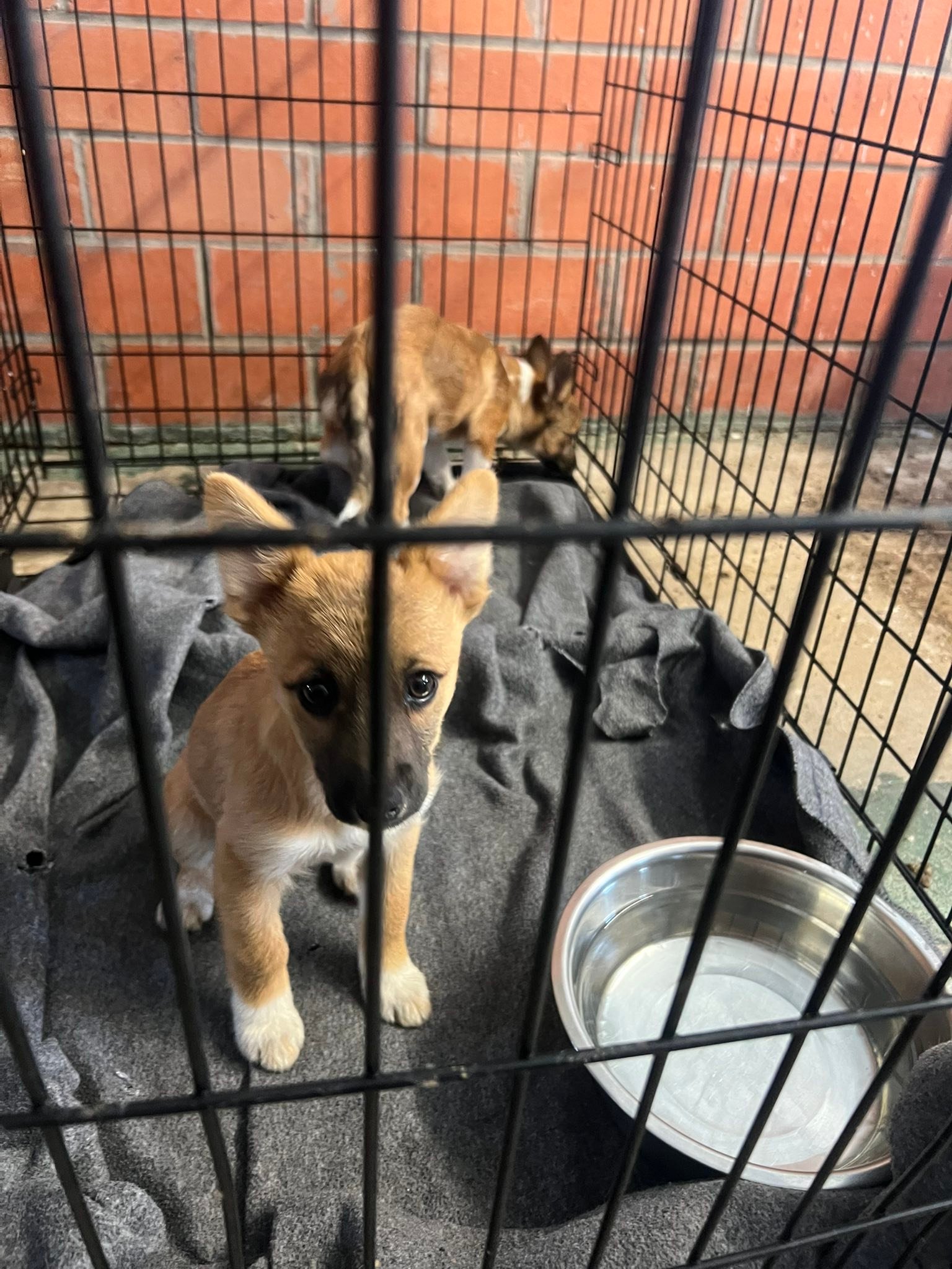 Got two more very young puppies in today! As always it is not safe for ...