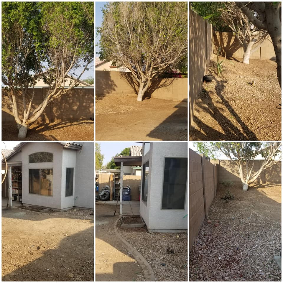 Out on a limb tree care | Surprise AZ