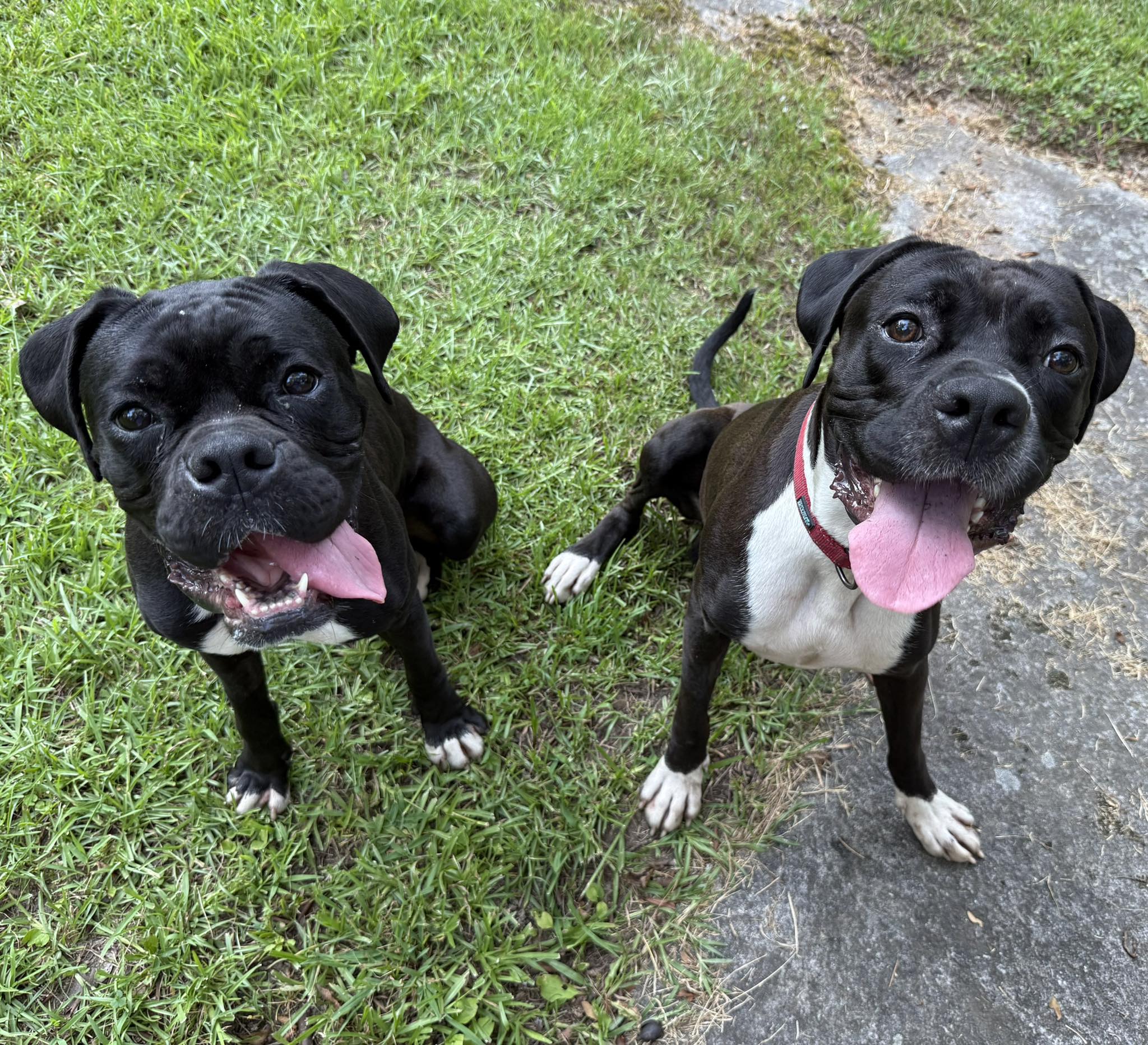 🚨 DOUBLE DOG ALERT 🚨 If you’ve... - Atlanta Boxer Rescue | Facebook