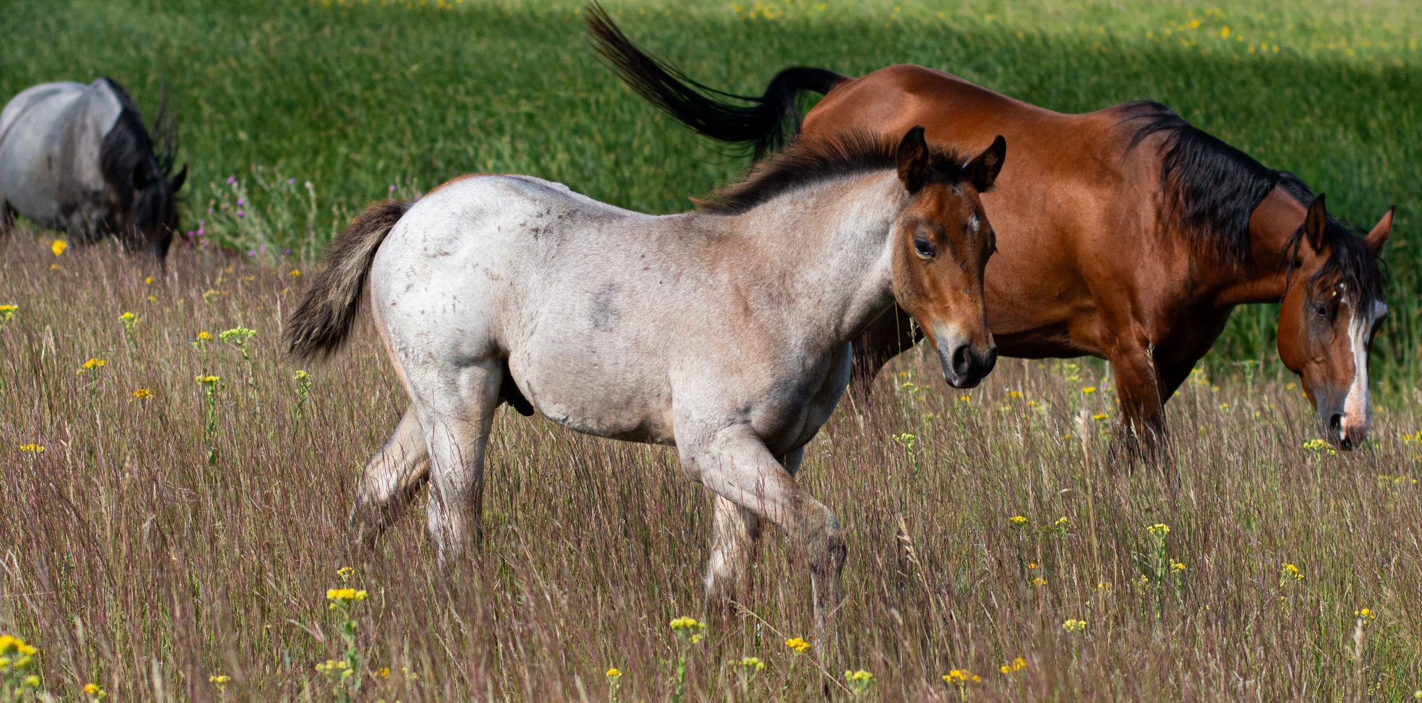 Eszlinger Ranch Black Angus and Quarter Horses
