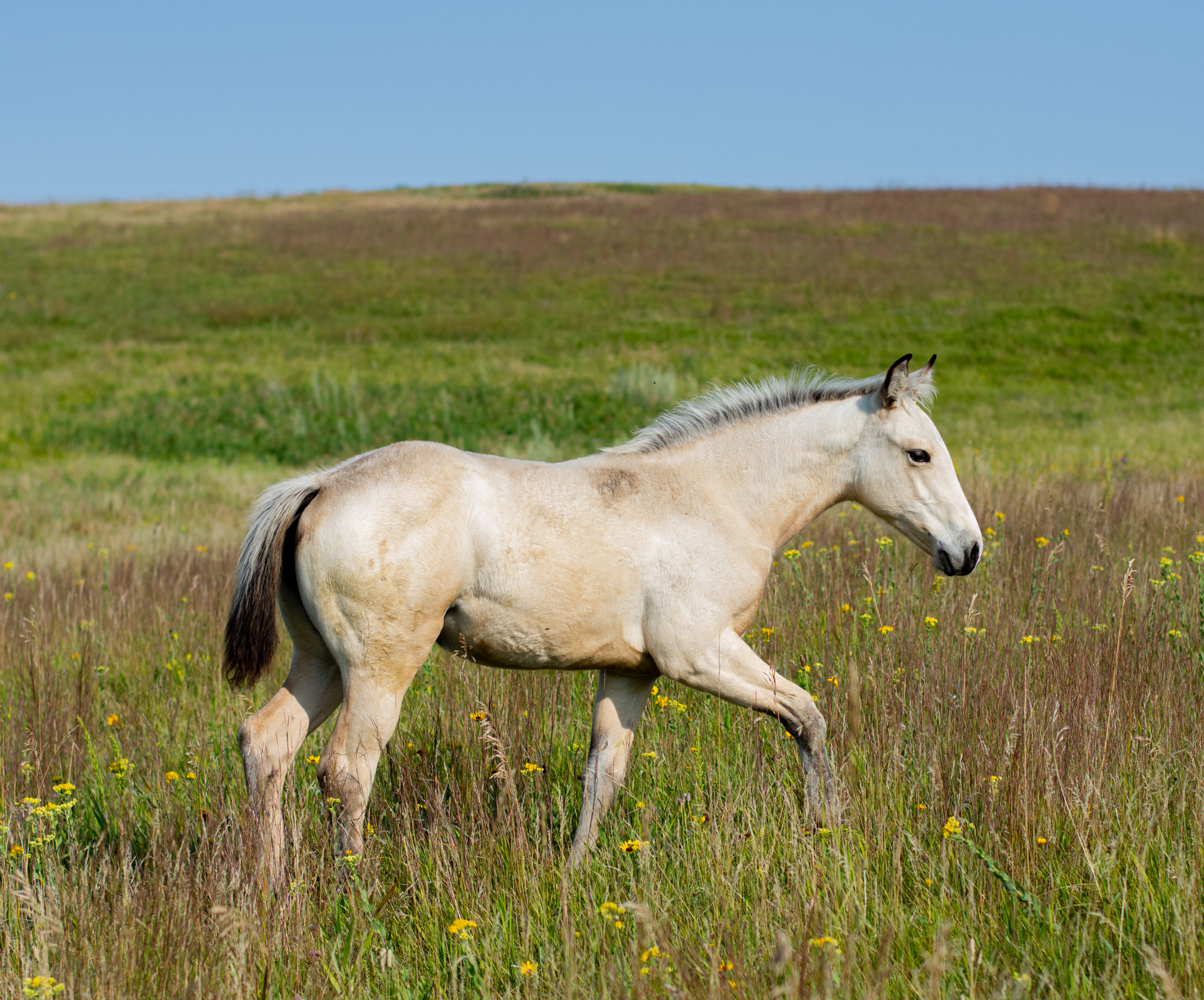Eszlinger Ranch Black Angus and Quarter Horses
