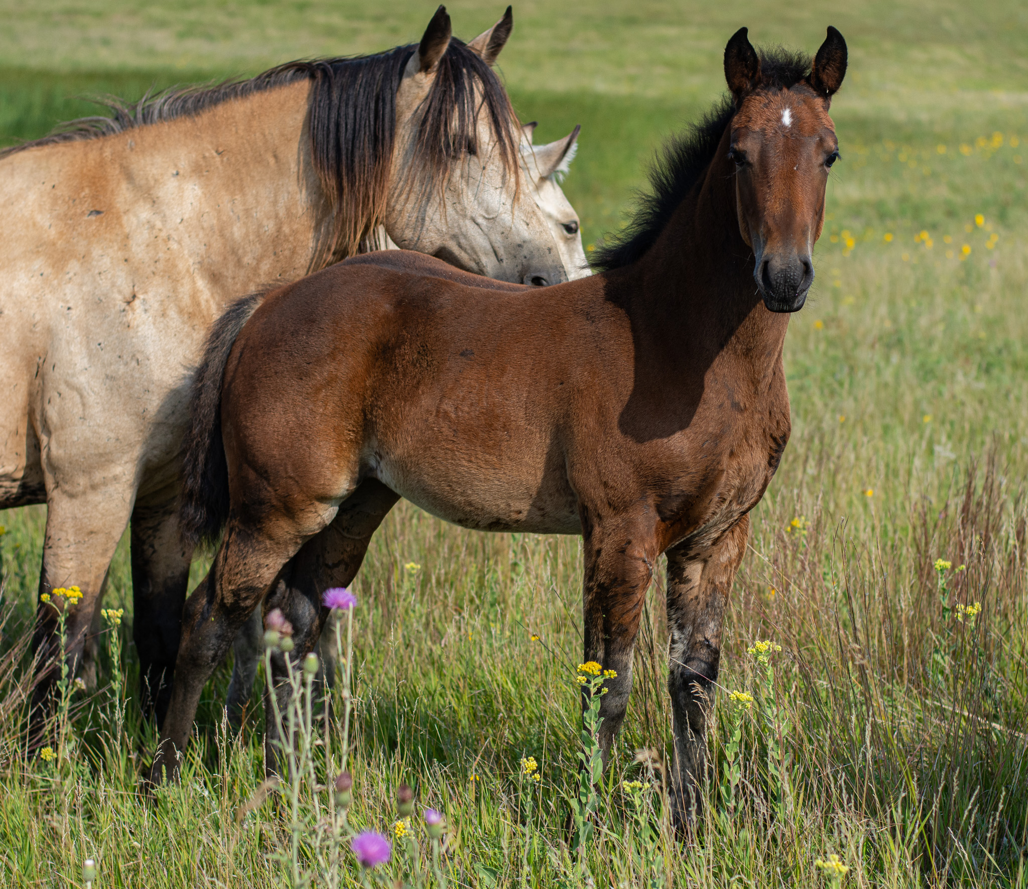 Eszlinger Ranch Black Angus and Quarter Horses