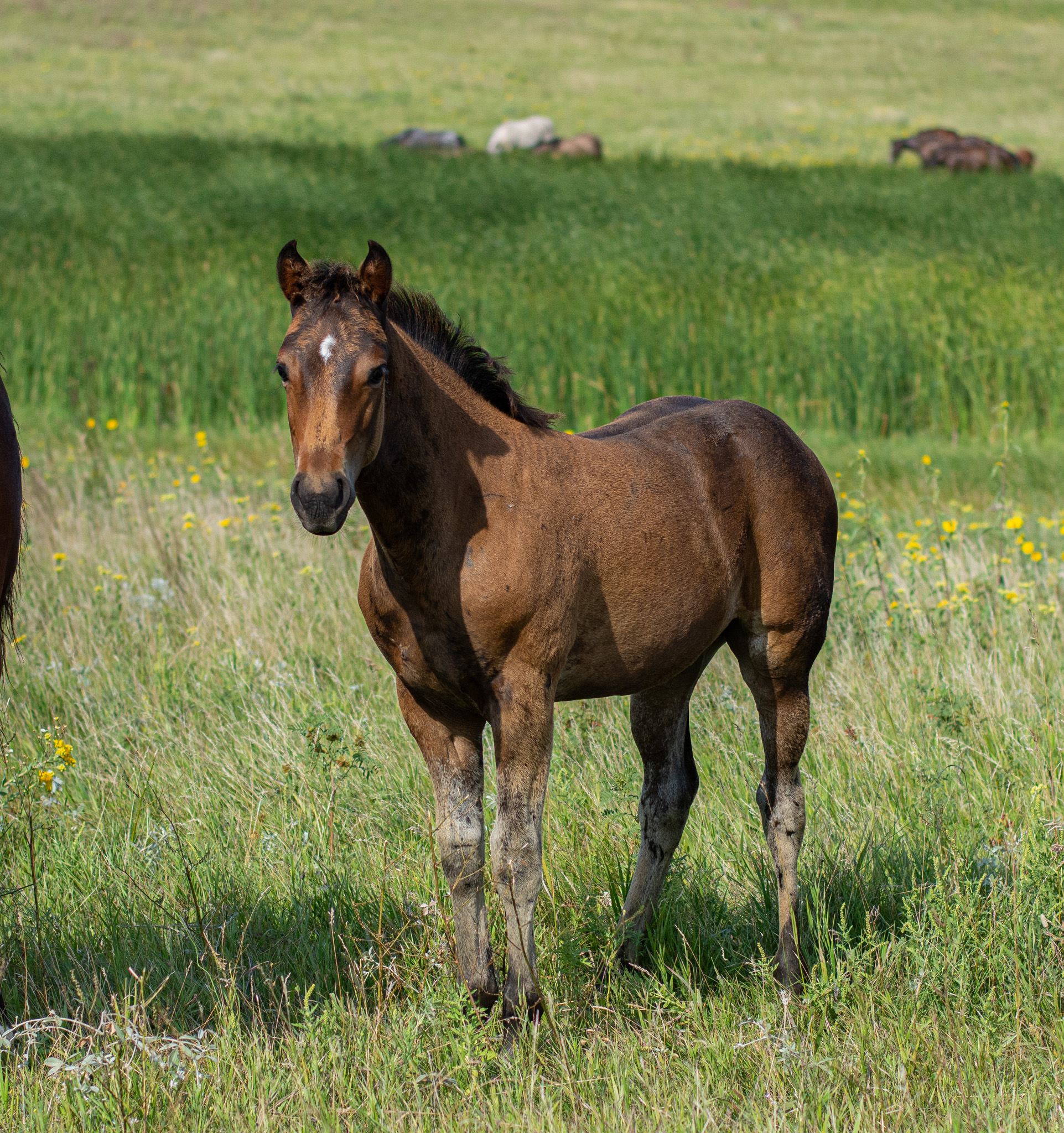 Eszlinger Ranch Black Angus and Quarter Horses