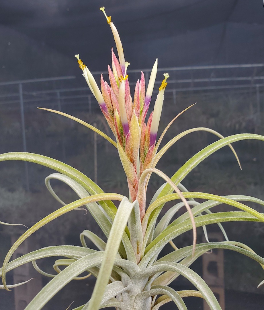 Tillandsia Domingo's Funckiana. One of my favorites.