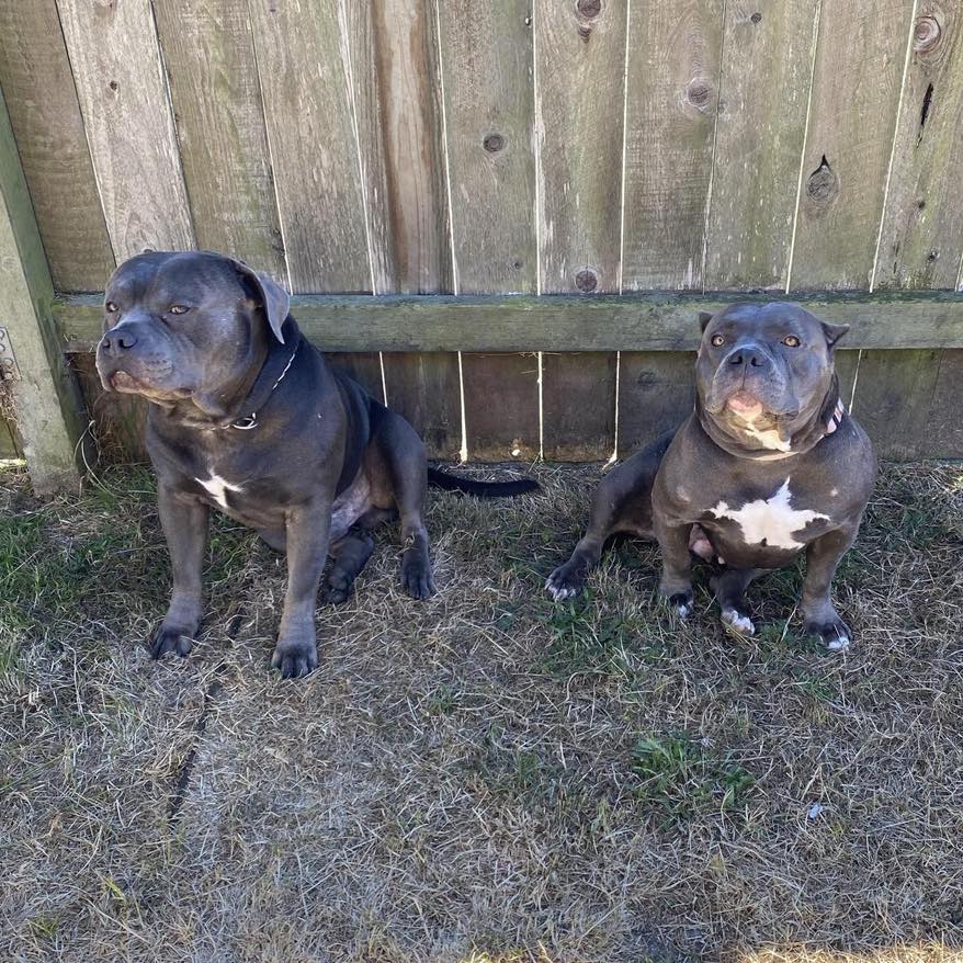 Update: Both dogs have been... - Humboldt Lost & Found Pets | Facebook