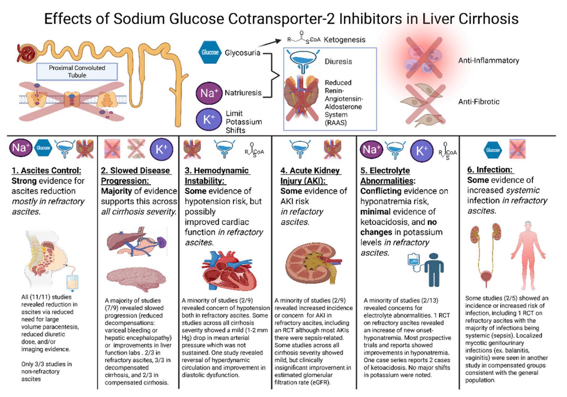 Cardiophilia - 🚨#SGLT2 inhibitors in cirrhosis? Where... | Facebook