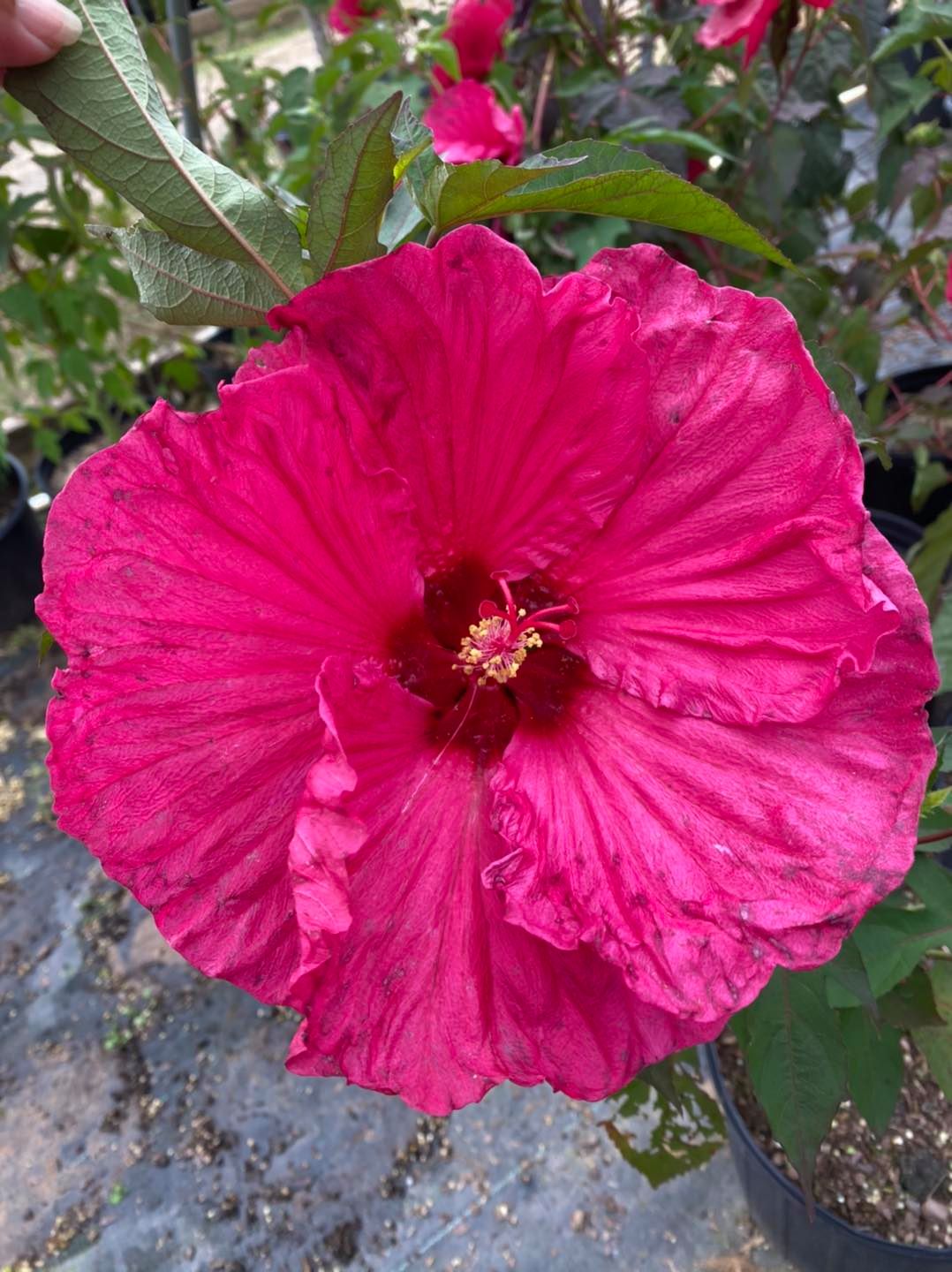 Lowe S Nursery Hardy Dinner Plate Hibiscus Are Still Facebook