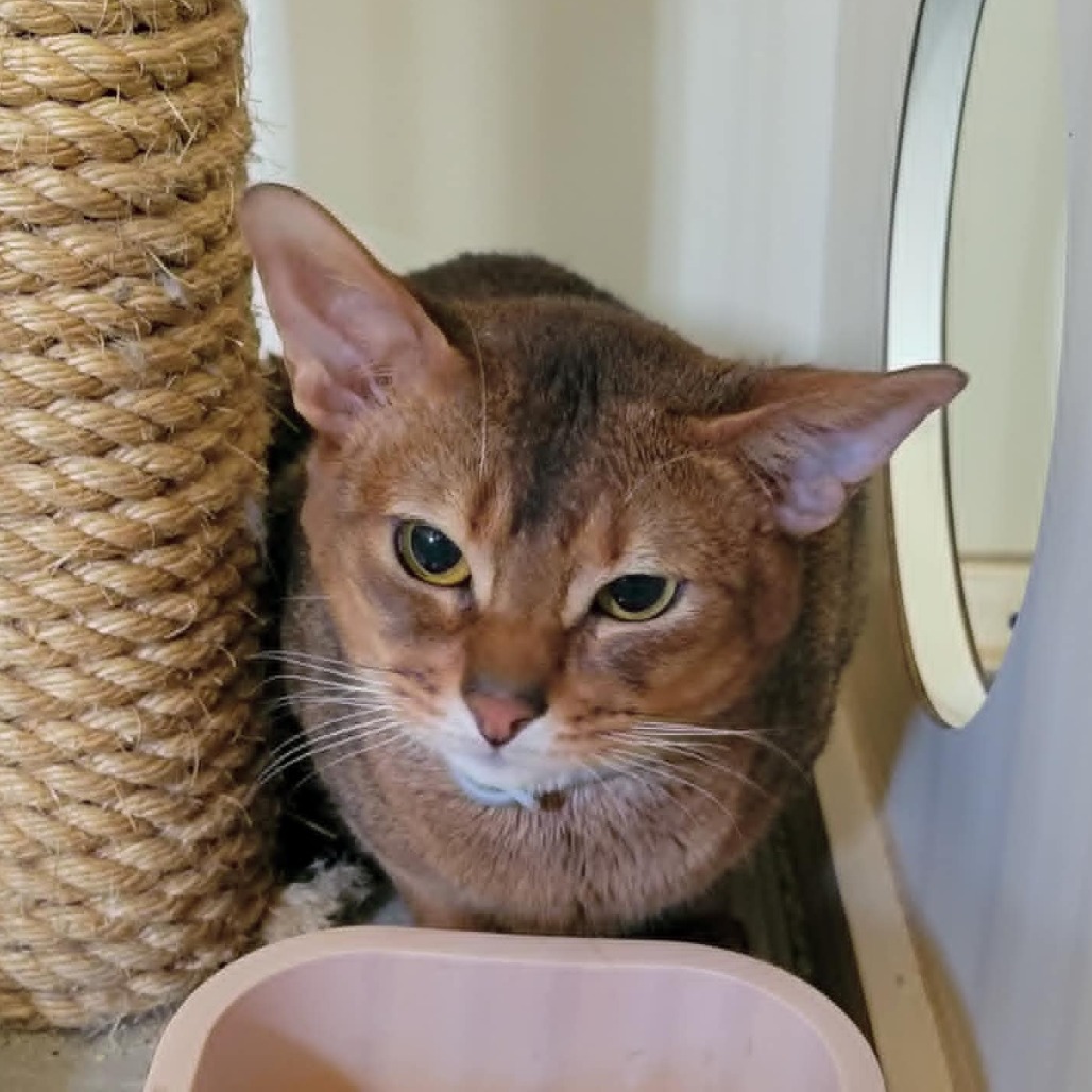 Abyssinian Cat Rescue | Paradise CA