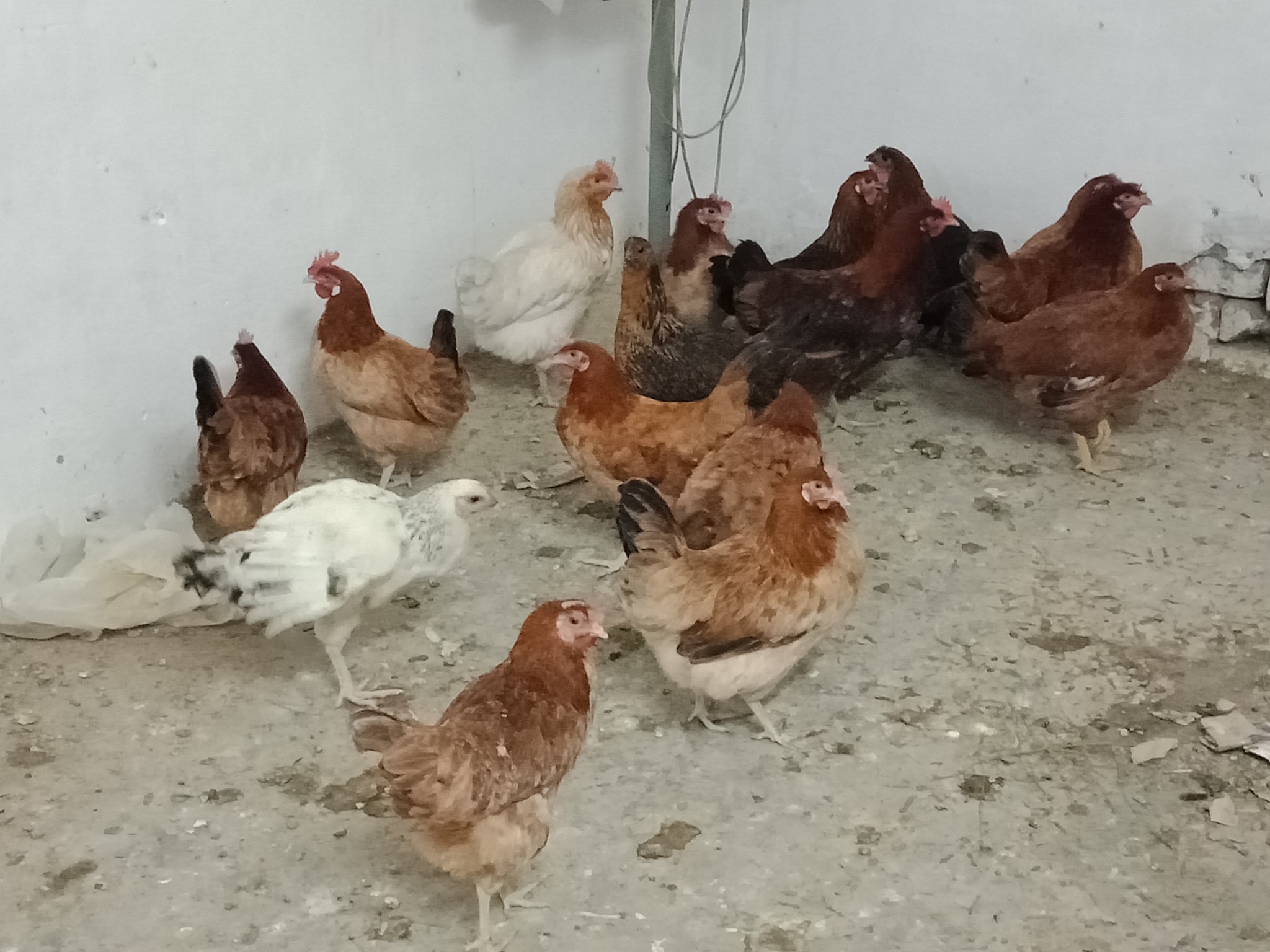 Sheikh Poultry Farm