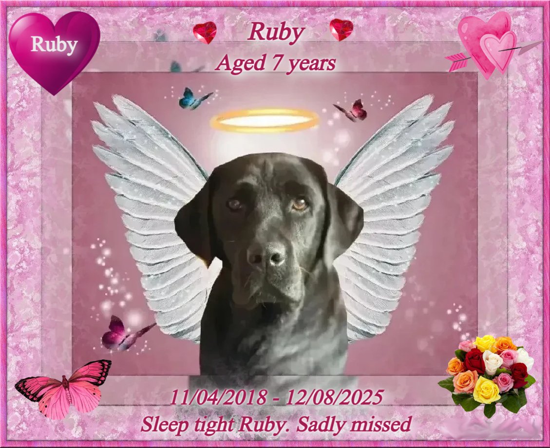 RUBY In loving memory Loved and missed by Margaret Anne Cameron and ...