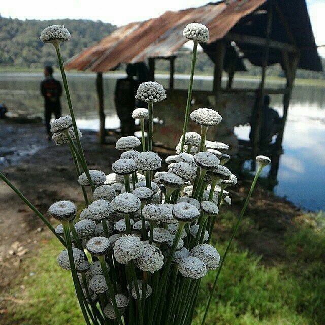 Urban Hikers - #mountpedia dari @saveciharus : . Bunga Rawa ...