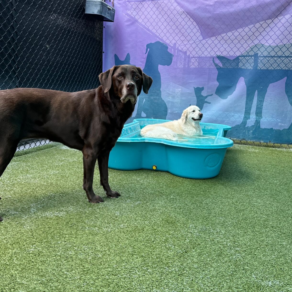 Beaches Jet Set Pets | Jacksonville Beach FL