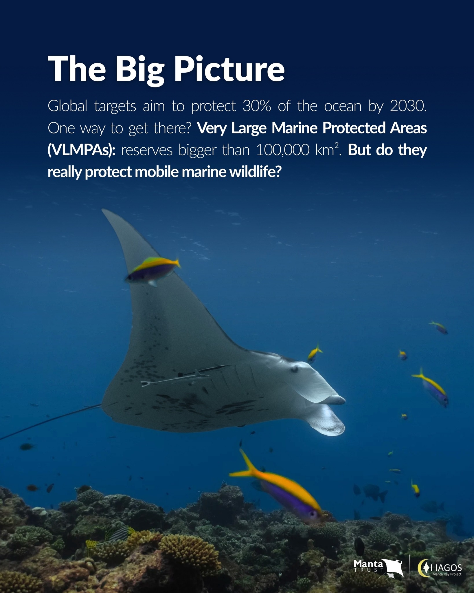 Manta - 📣 New Science Alert 🏝️ A new study by Trevail et al. (2025 ...