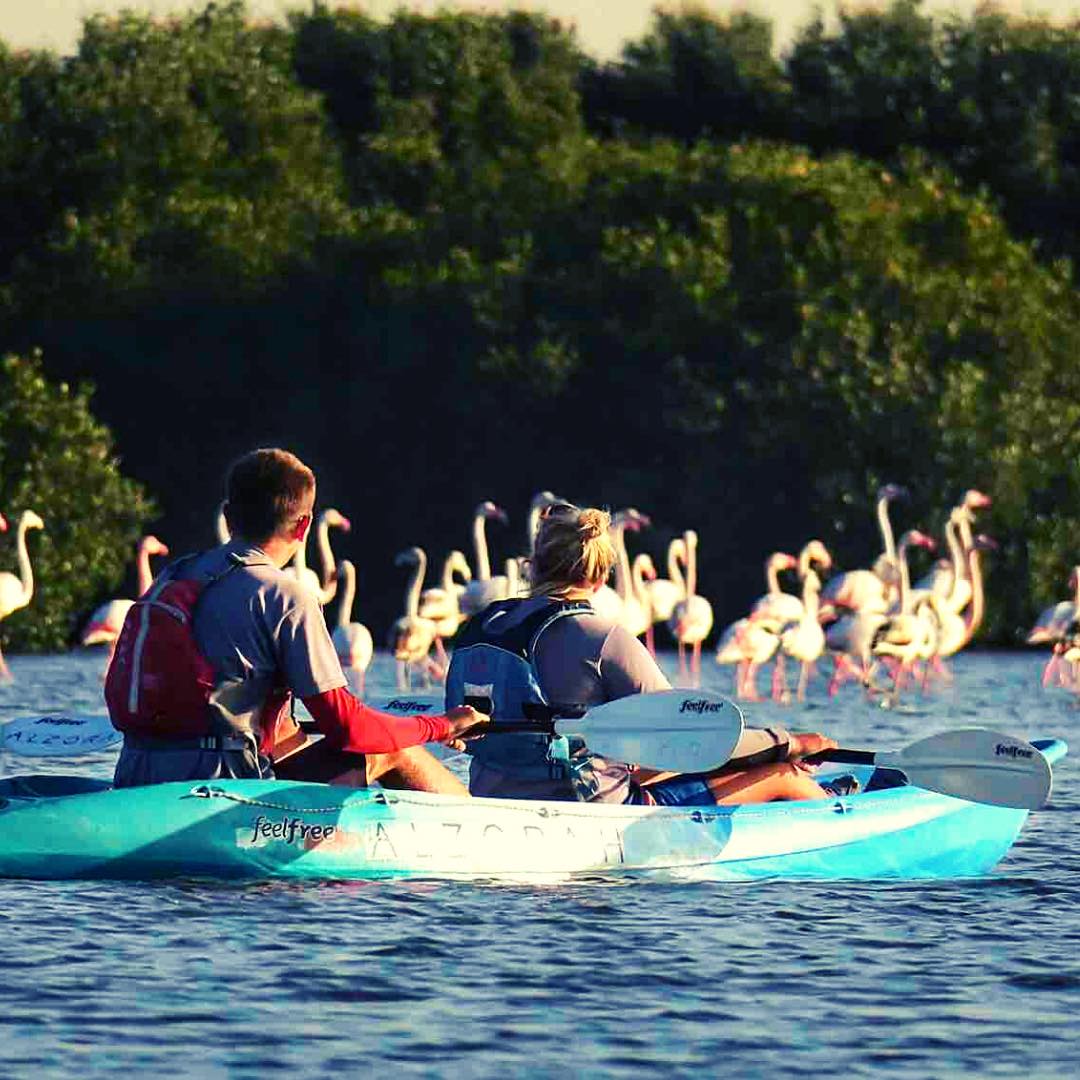 Azraq ME - Did you know that mangroves in the UAE have...