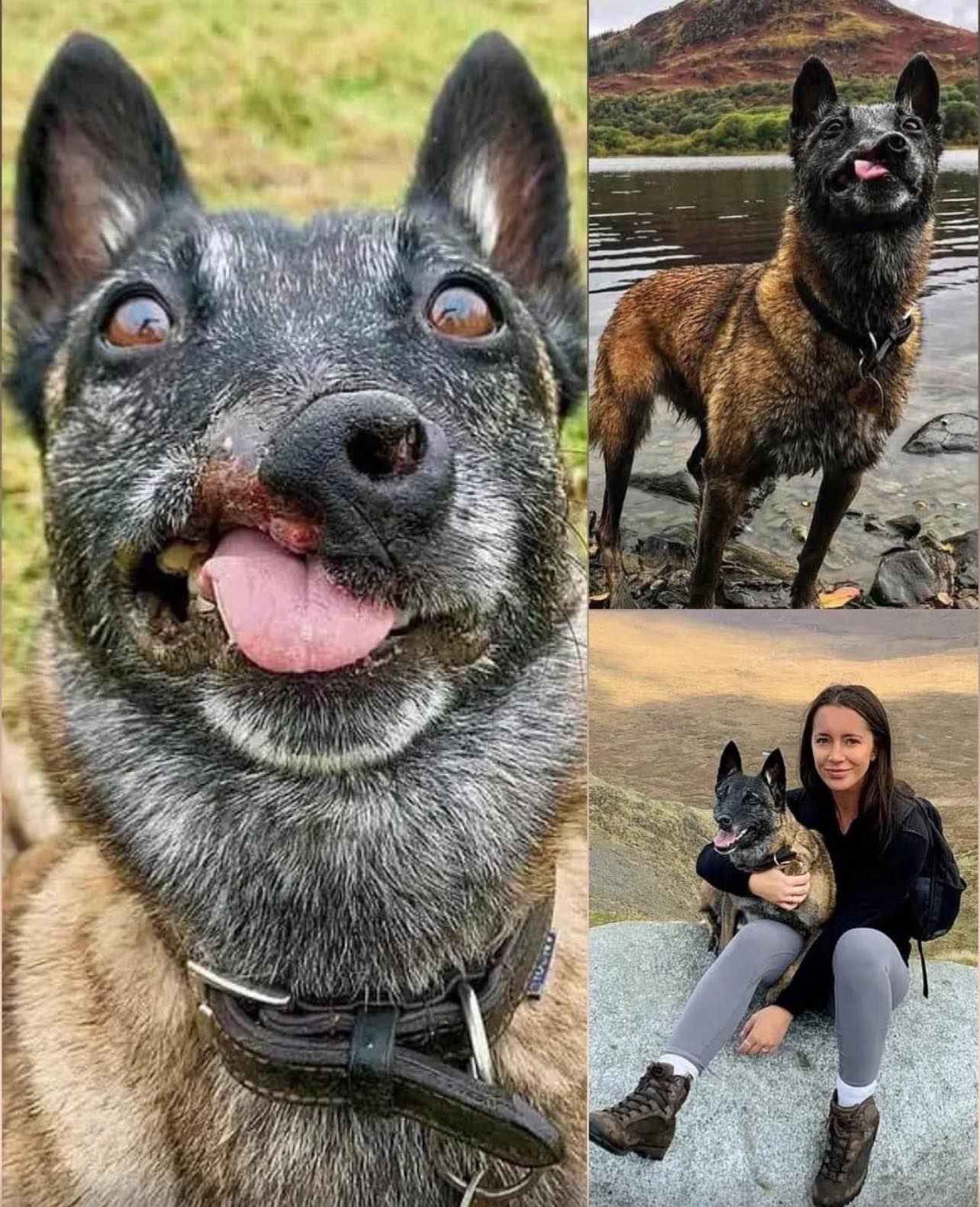 Connor - Story: Bella is a ten-year-old German Shepherd who survived ...