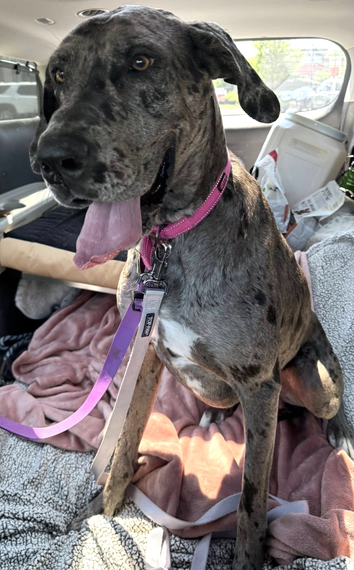 Great Dane Friends of... - Great Dane Friends of Ruff Love