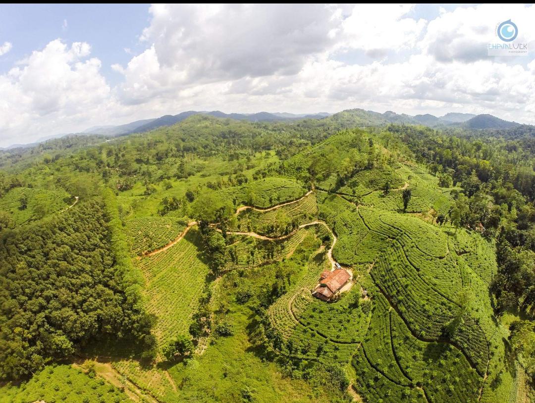 Gold Mount Tea Estate