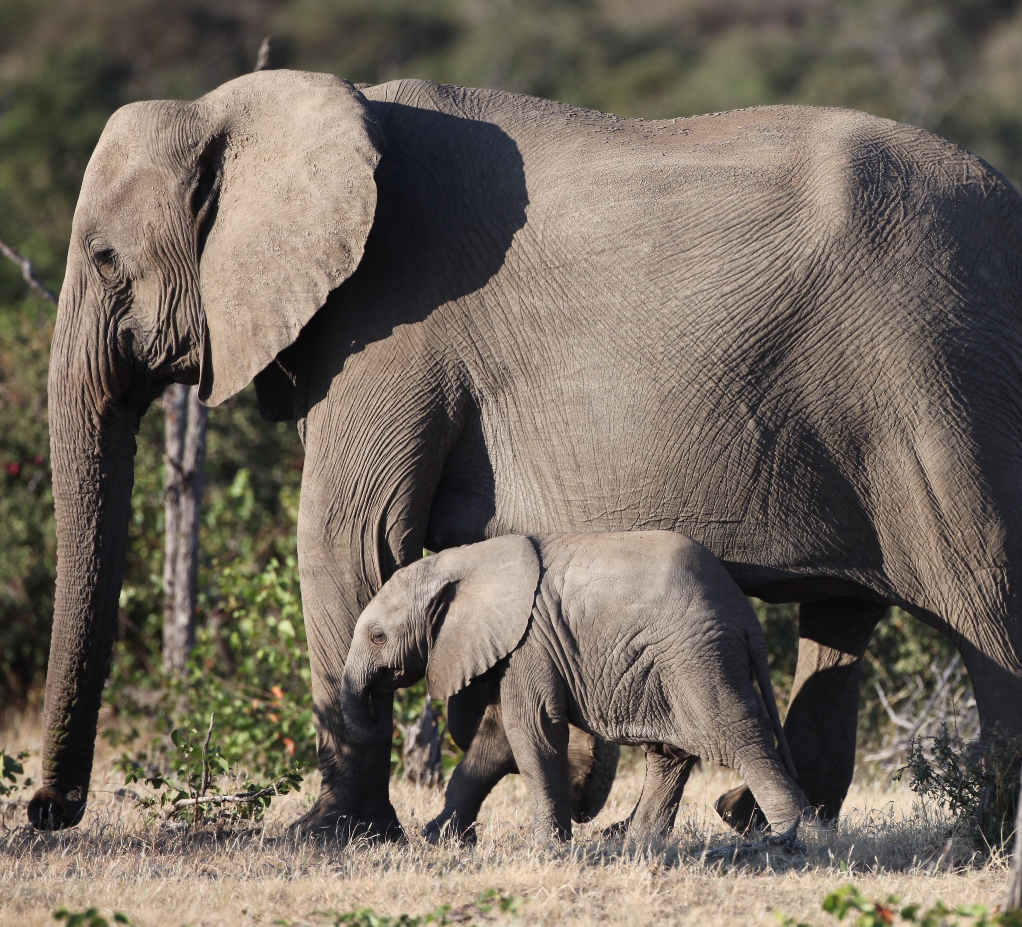 Tuli - 🌍🐘 Happy #WorldElephantDay! 🐘🌍 These animals are the engineers ...