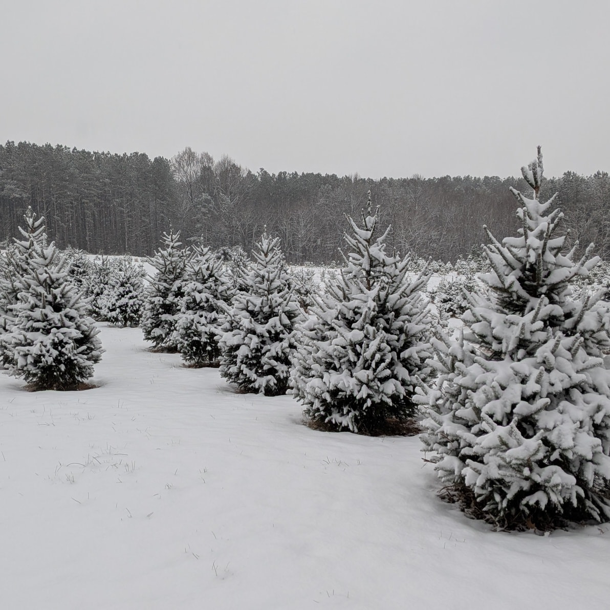 Woods Tree Farm | Amelia Court House VA