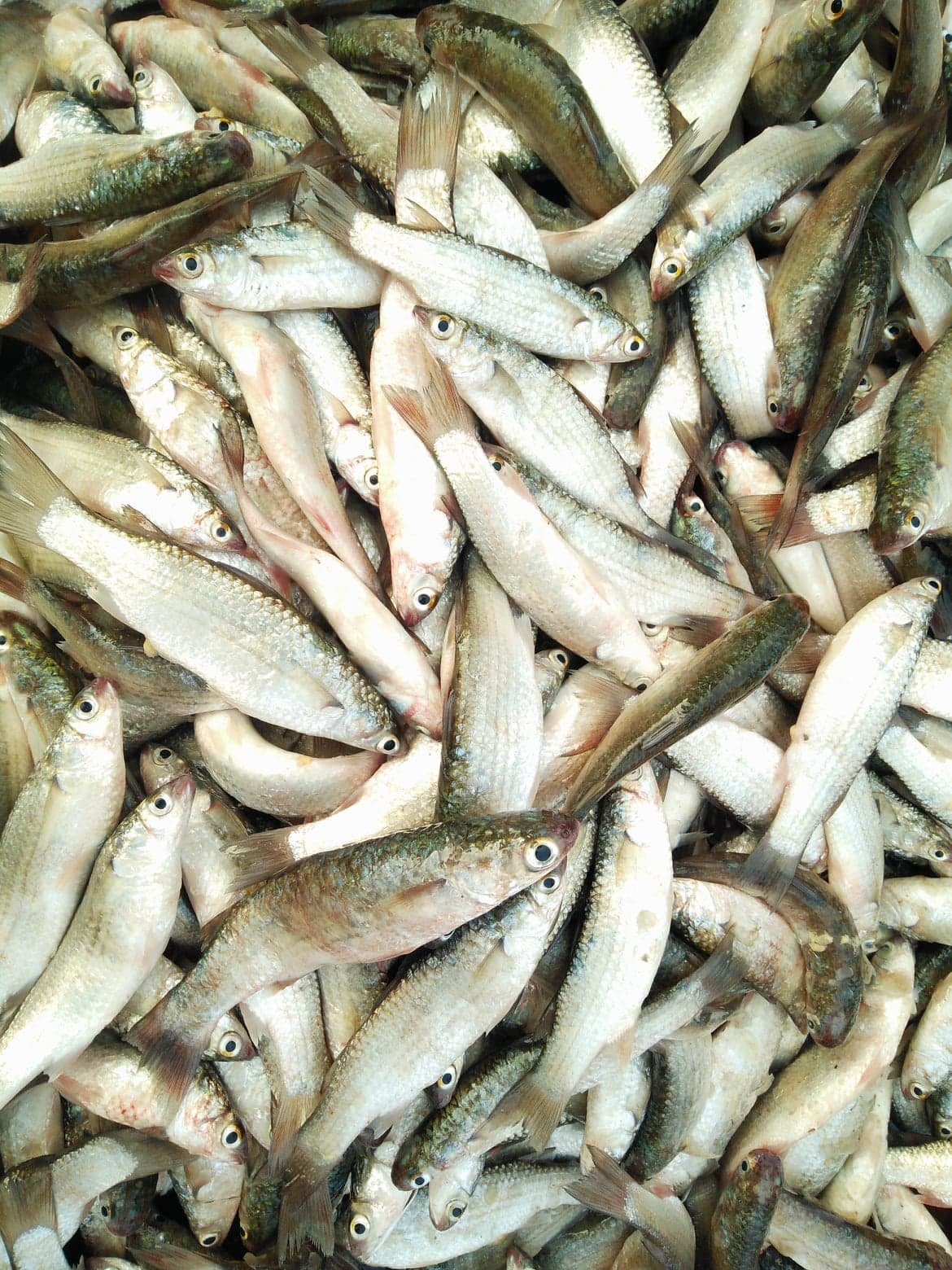 মধু-Honey-Modhu