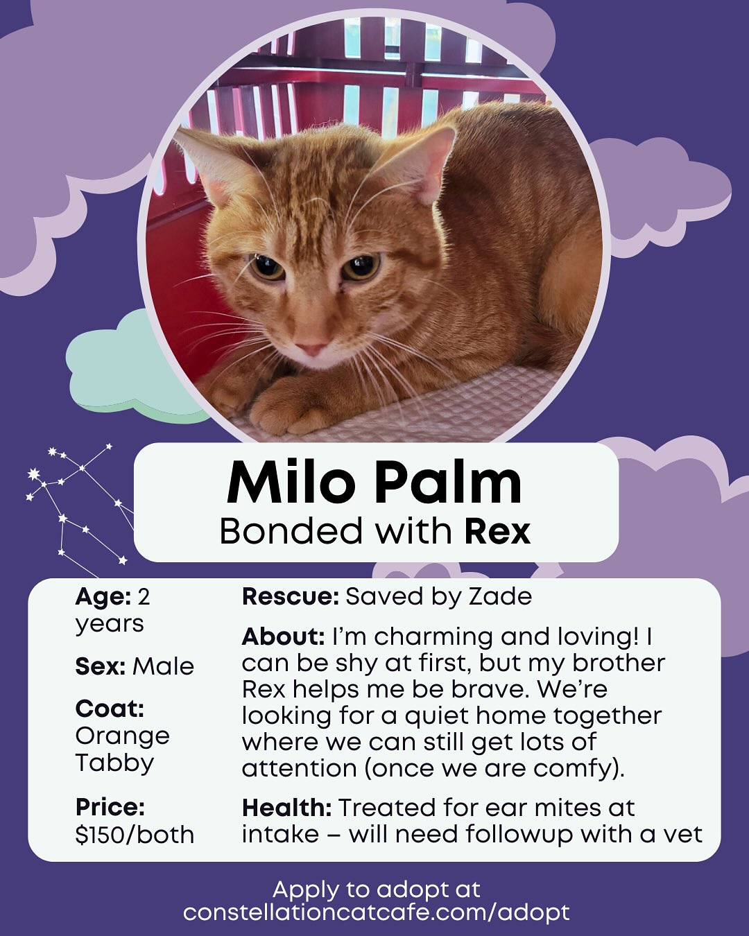 Constellation Cat Cafe added a... - Constellation Cat Cafe