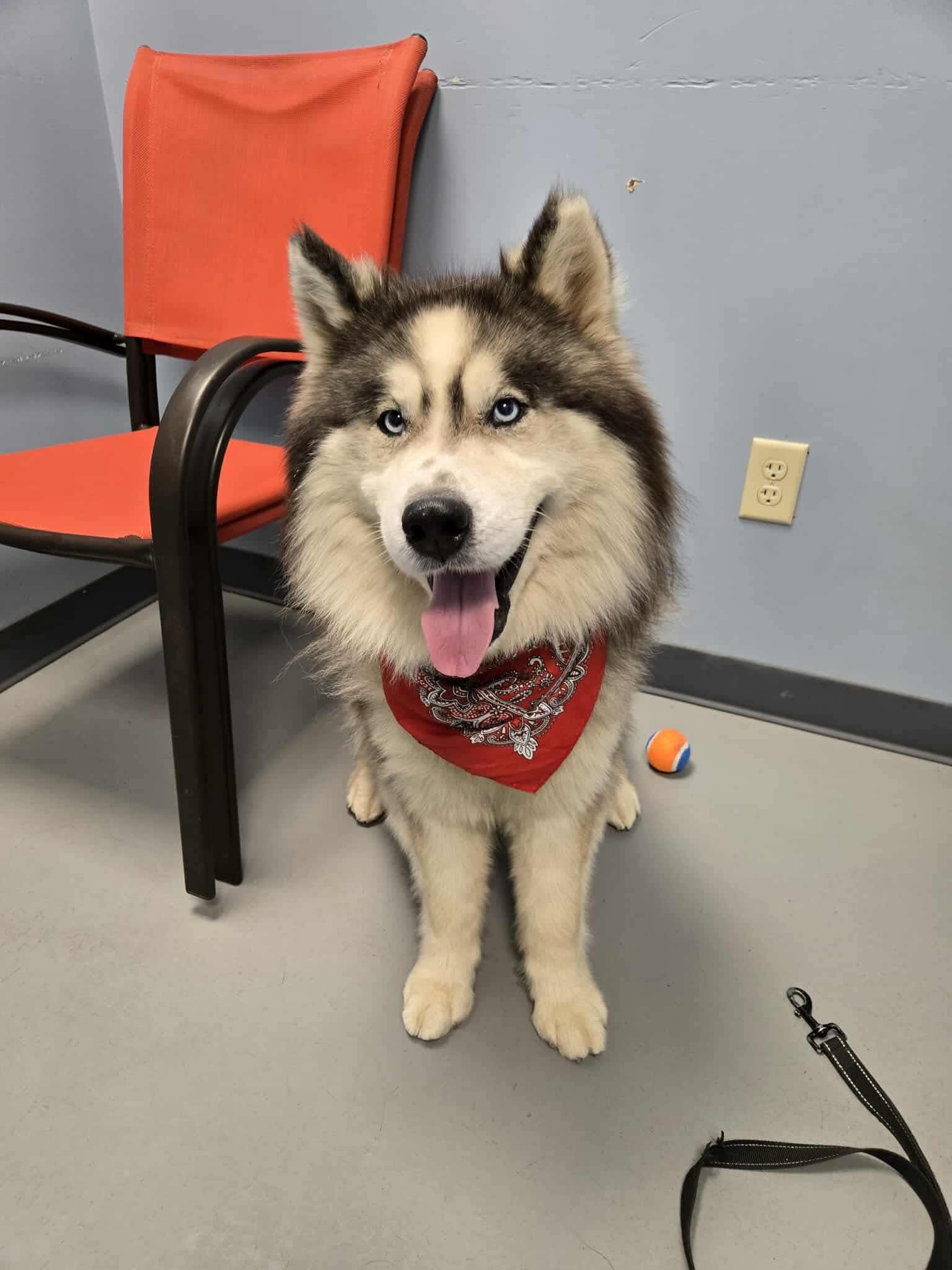 Wookie** Male, Wooly husky mix Kennel 480-25 Intake date-8/11/2025