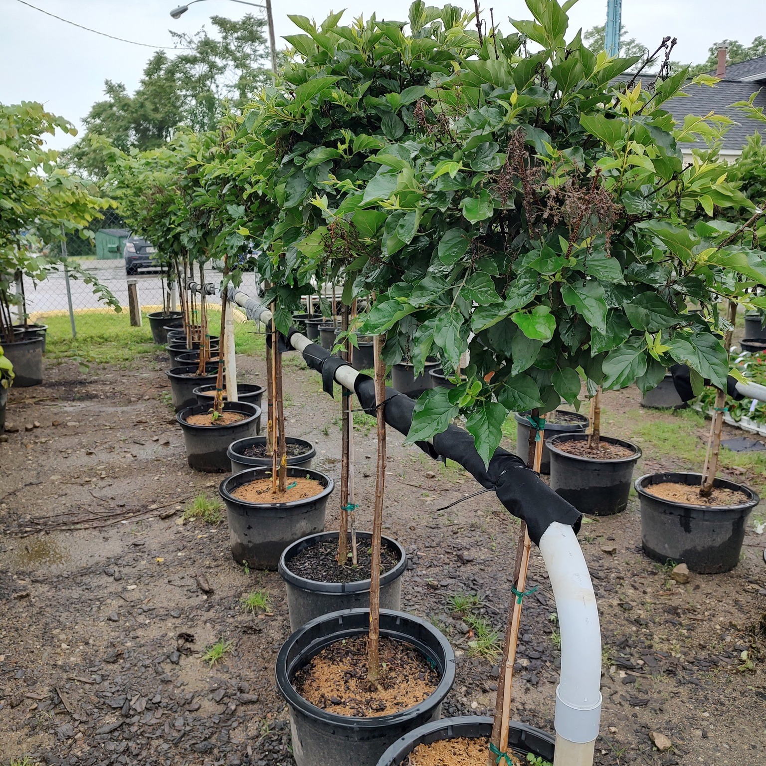 Kurtz Bros Mulch & Soils