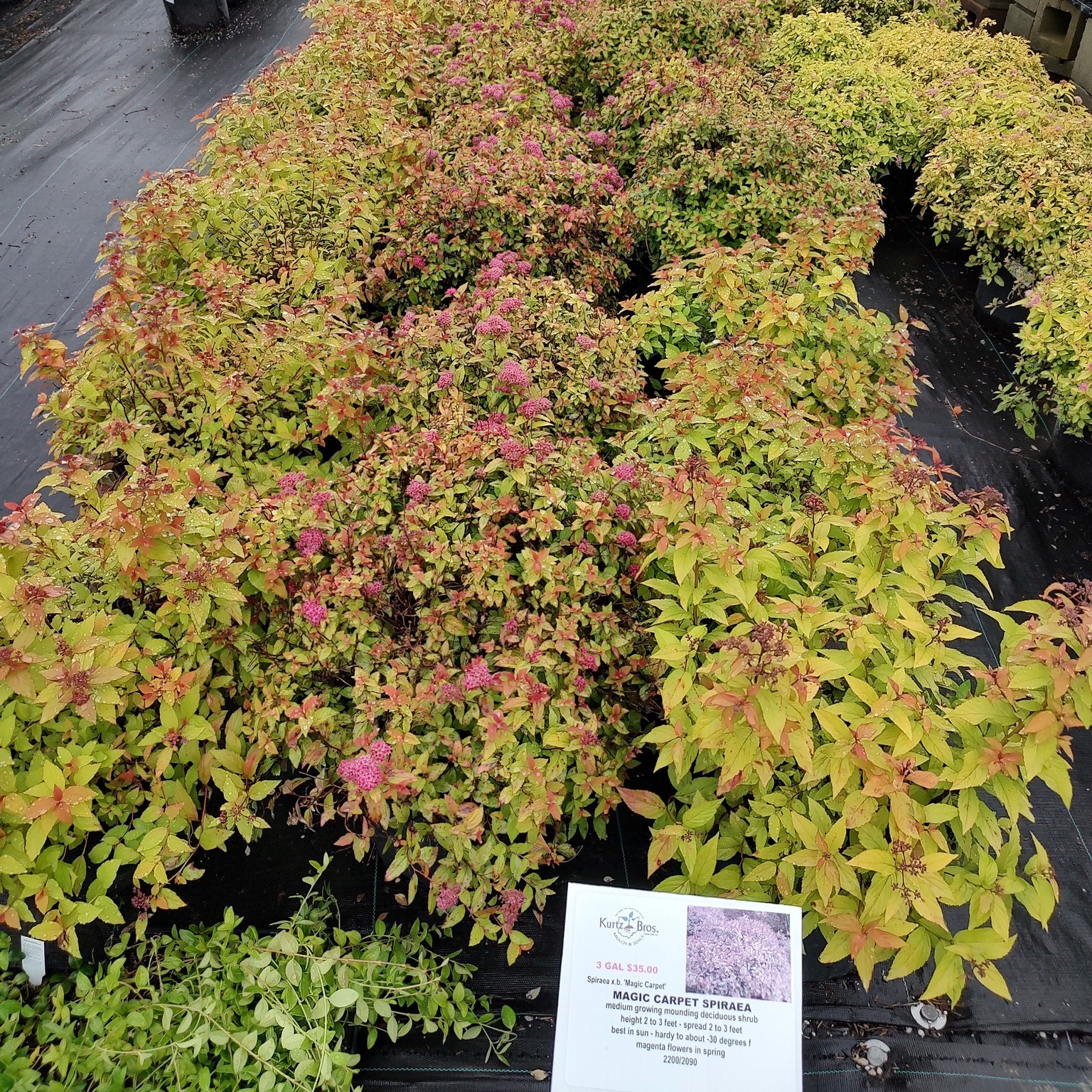 Kurtz Bros Mulch & Soils