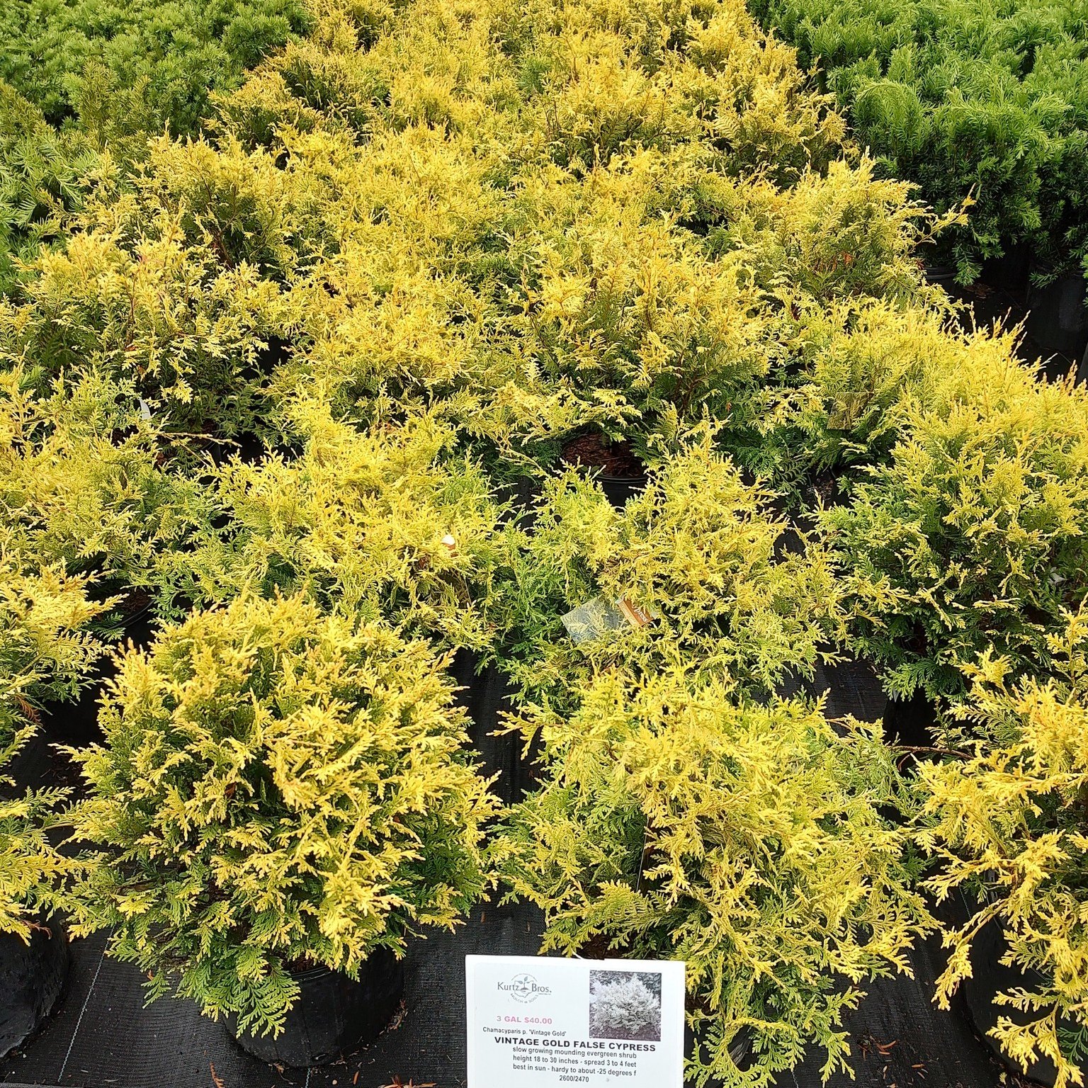 Kurtz Bros Mulch & Soils