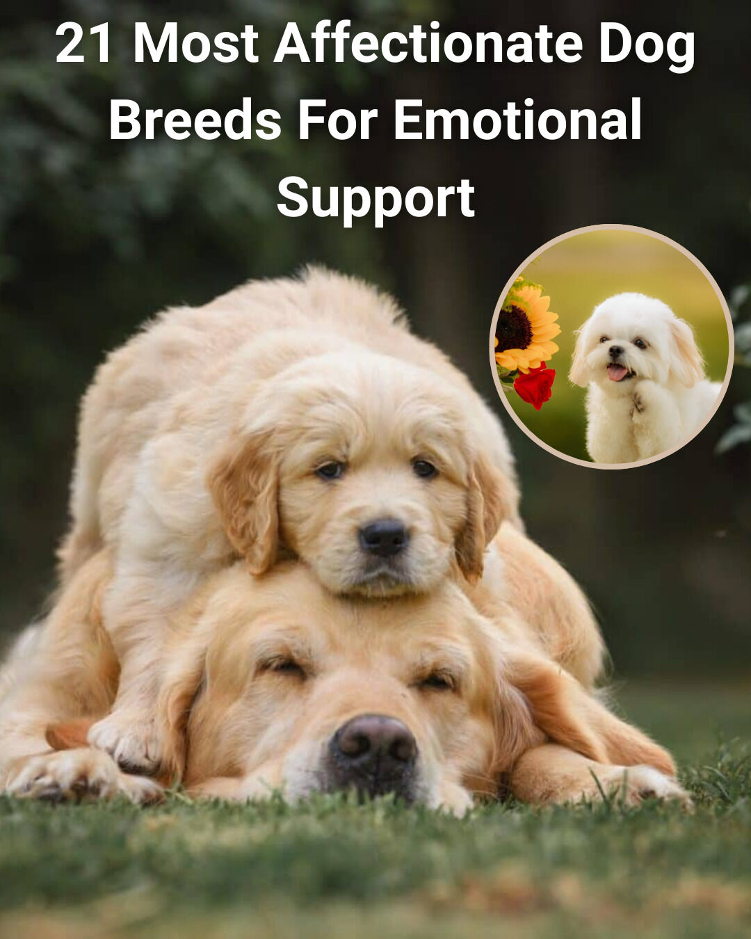 iHeartDogs - Need a little extra love? 💕🐾 These sweet pups are built ...