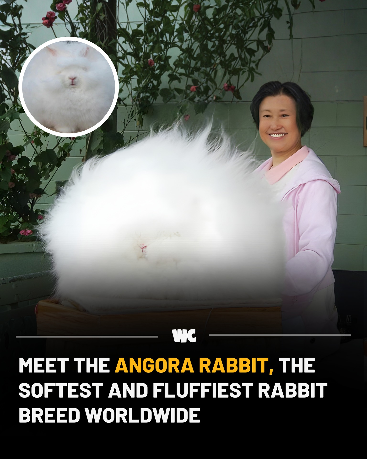 Watercooler - The Angora rabbit looks like a walking... | Facebook