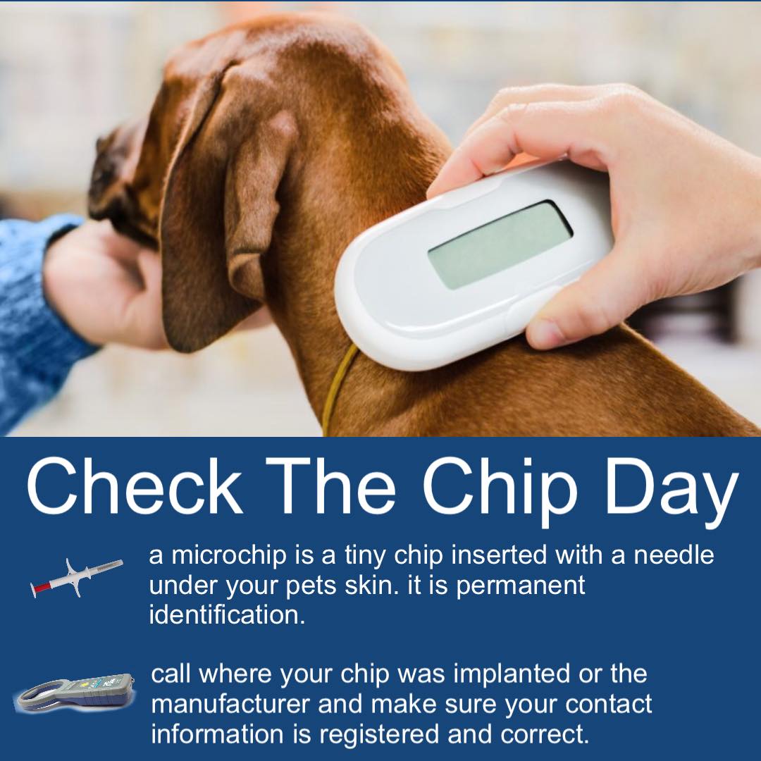 📅 It's Check the Chip... - Quad City Animal Welfare Center | Facebook