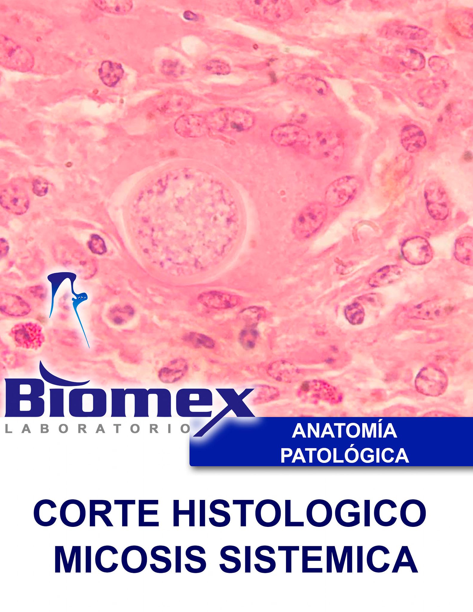 Anatomía Patológica La Anatomía... - Biomex Laboratorio