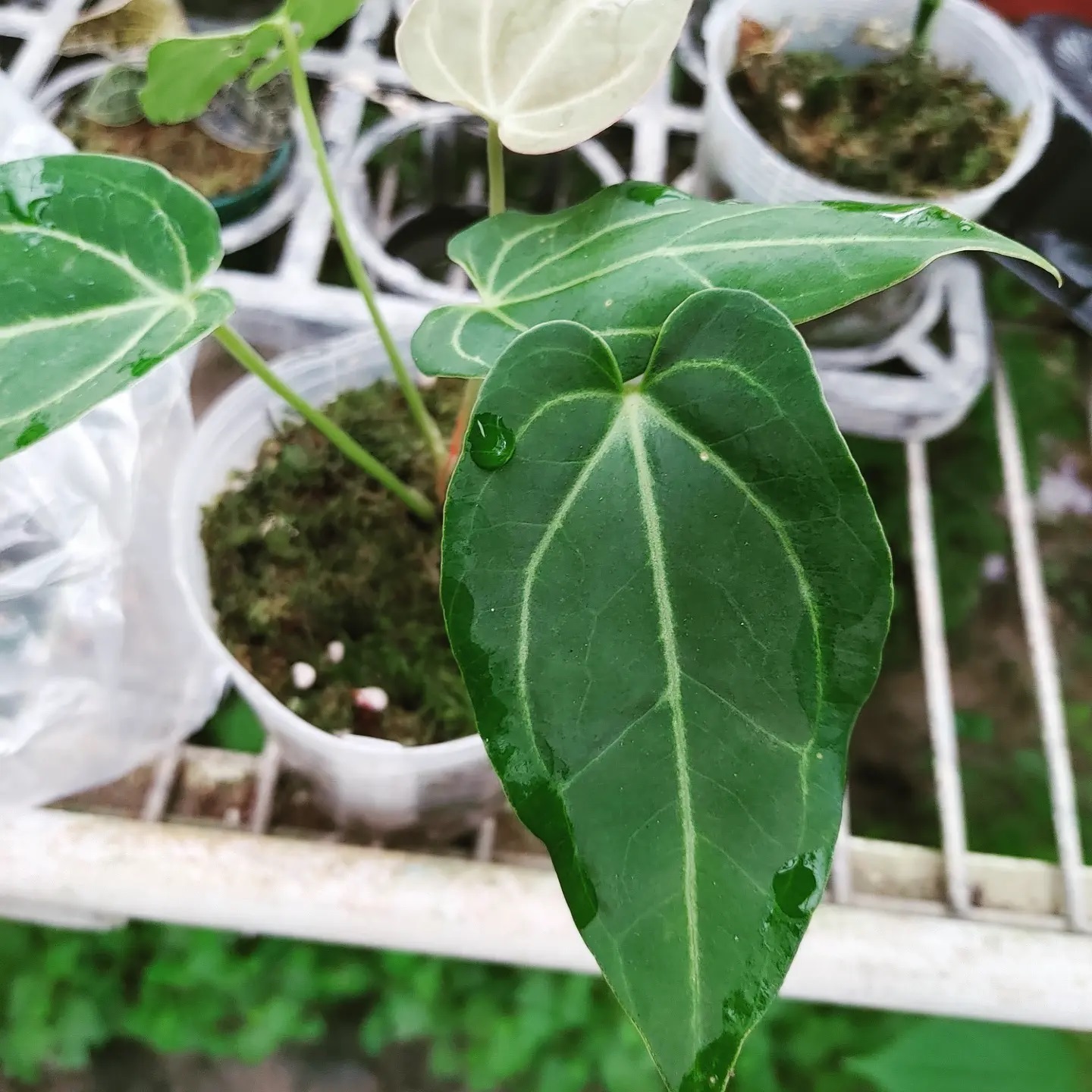 [日常] 8/7 Jungle218 Anthurium... - Druid Plant 德伊植物行