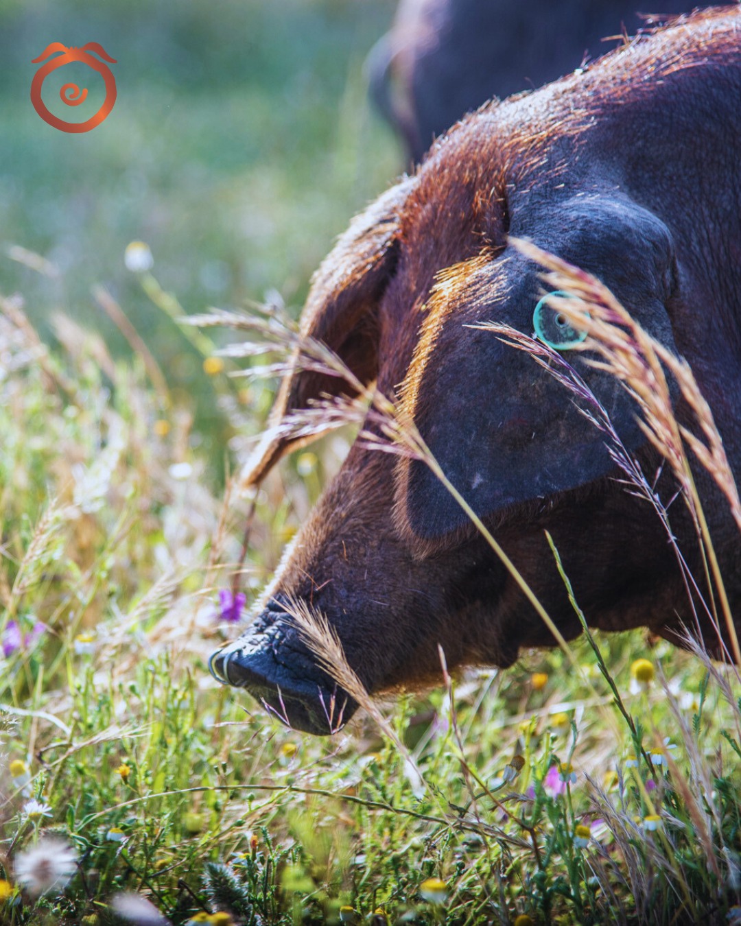 Mio - 🐖 ¿Qué sabes del cerdo torbiscal? 🗣 Se trata de un ibérico puro ...