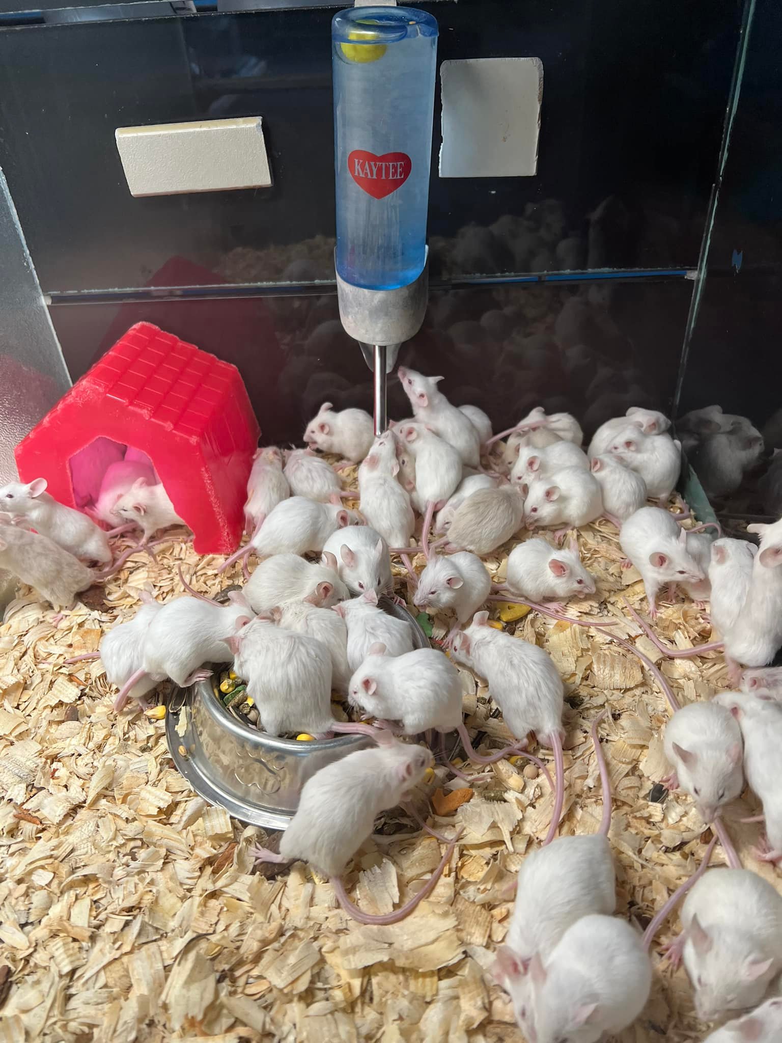 Small Town Pets | Jamestown NY