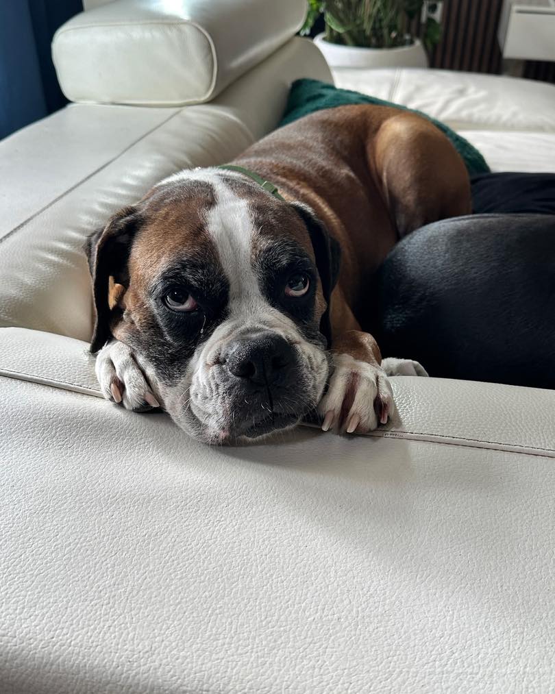 Carolina Boxer Rescue | Mint Hill NC