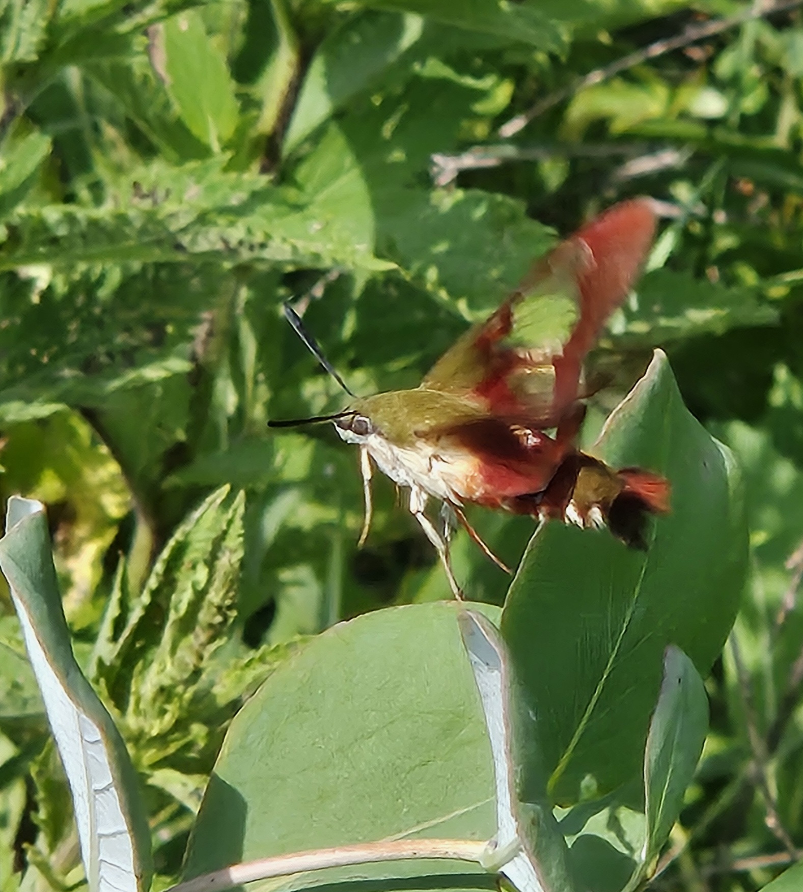 Seeing a hummingbird zipping around native plants is pretty cool! But ...