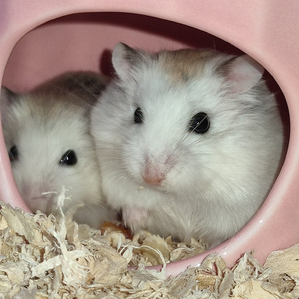 Beautiful view of How To Start A Hamster Community