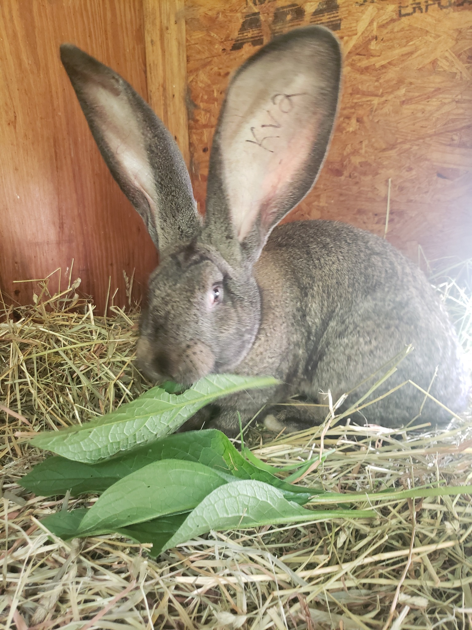Jet Hill Rabbitry