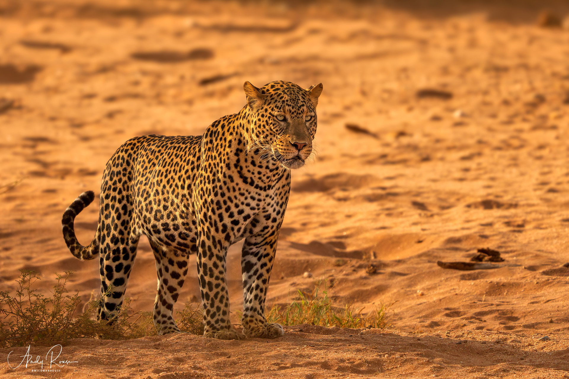 Andy - From having a glut on leopards I now seem to be feasting, first ...