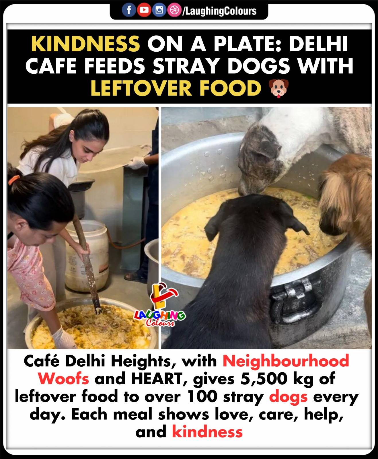 Cafe feeds stray dogs 🐶 #Delhi... - Laughing Colours | Facebook