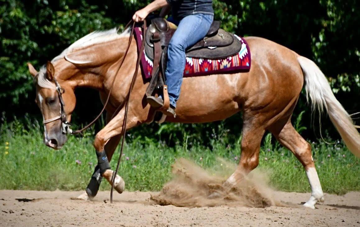 Anderson Performance Horses... - Anderson Performance Horses