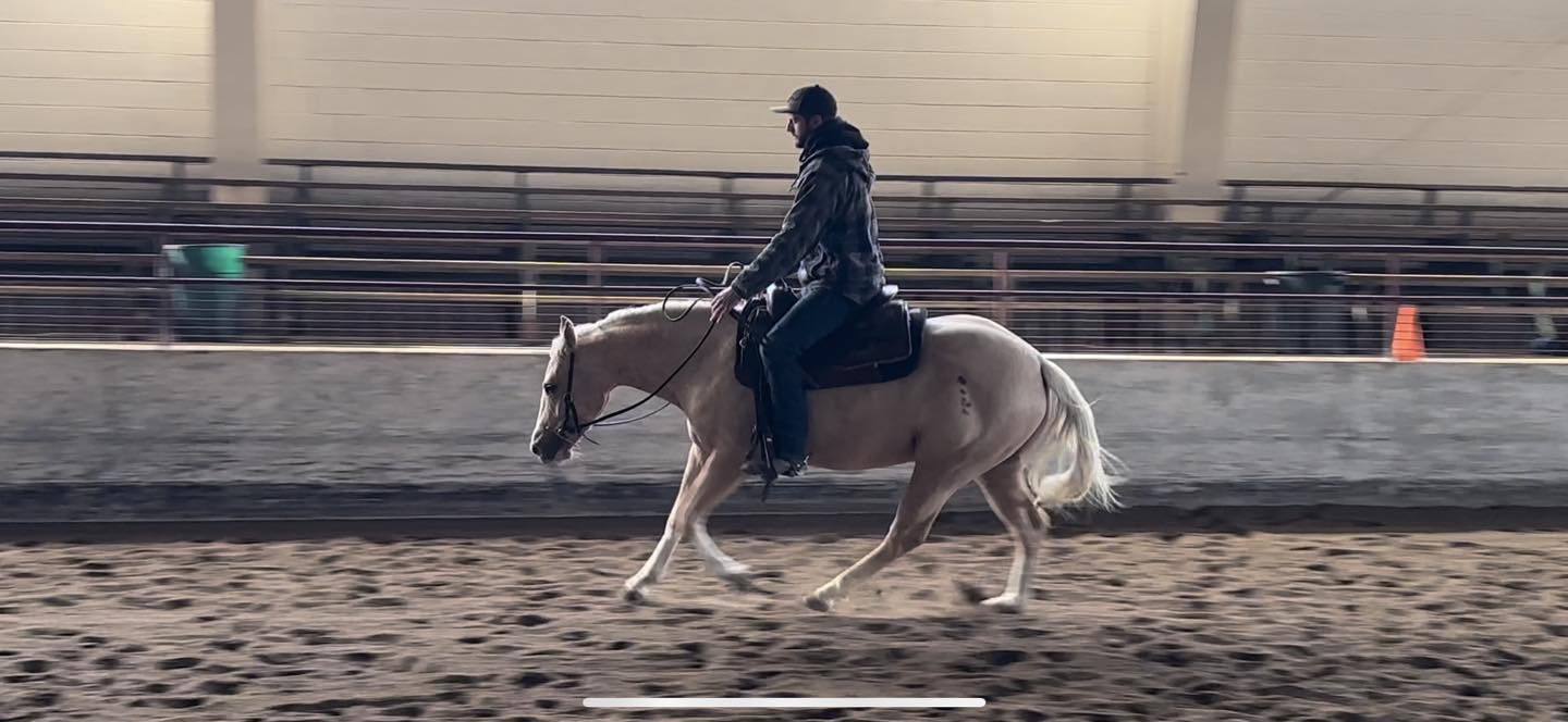 Anderson Performance Horses... - Anderson Performance Horses