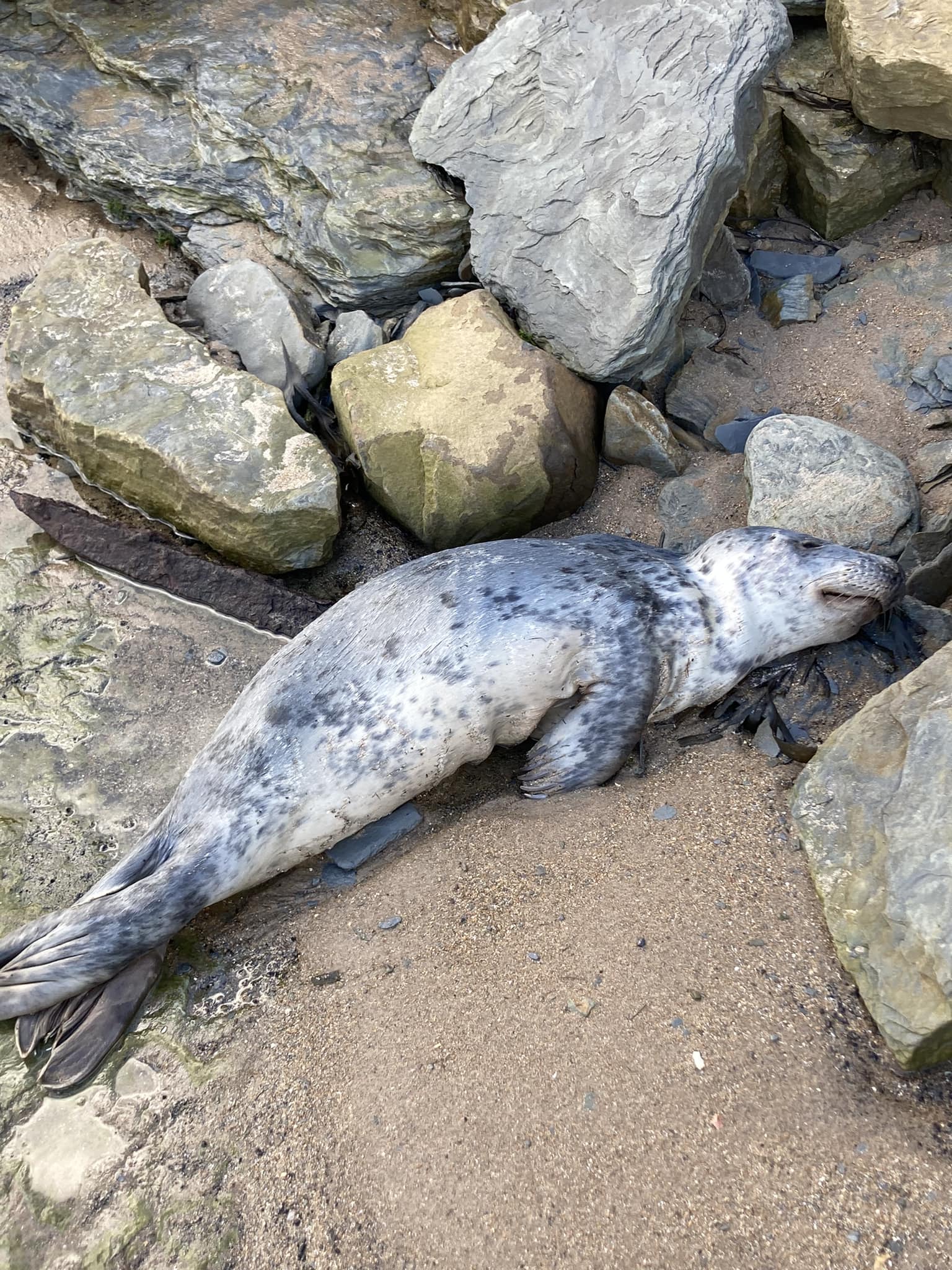 Newbiggin-by-the-Sea Dolphin Watch | Absolutely heartbreaking just ...