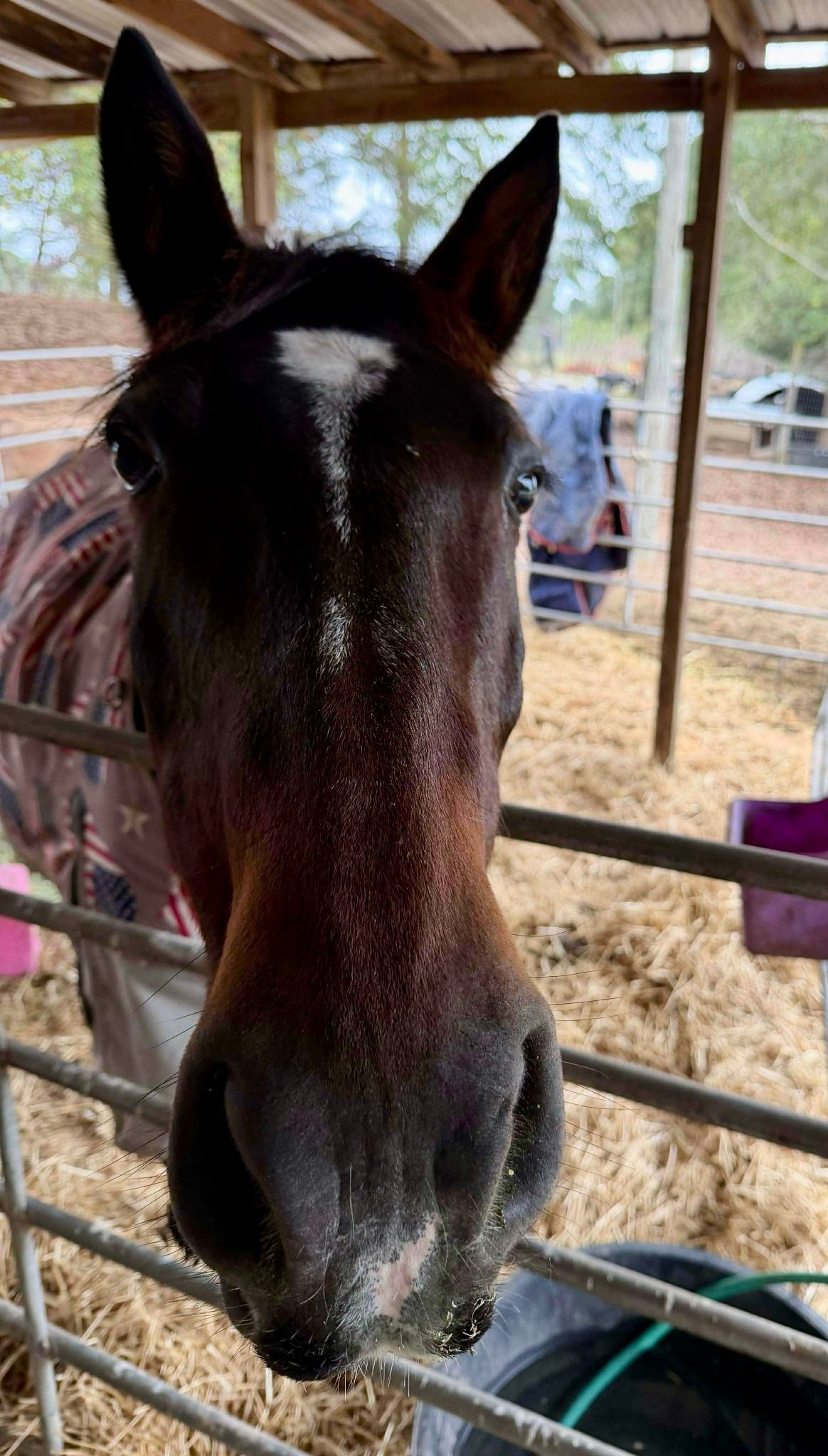Rocking R Ranch and... - Rocking R Ranch and Rescue, Inc.